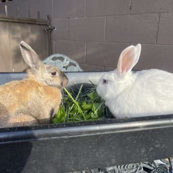 Bunny World Foundation - Community Service/Non-Profit Near Me - Los Angeles, California Bunny World Foundation - Community Service/Non-Profit Near Me - Los Angeles, California
