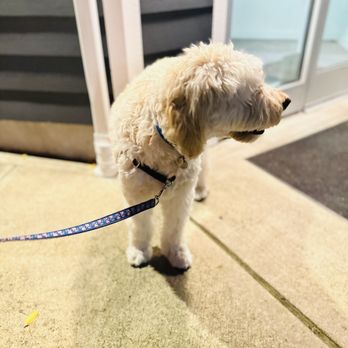 Shoreline Veterinary Hospital - Ultrasound - Veterinarians Near Me - Shoreline, Washington Shoreline Veterinary Hospital - Ultrasound - Veterinarians Near Me - Shoreline, Washington