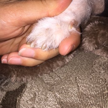 Petco - Rheas trimmed nails - Pet Stores Near Me - San Diego, California Petco - Rheas trimmed nails - Pet Stores Near Me - San Diego, California