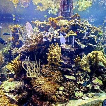 St Lucie County Aquarium - Museums Near Me - Fort Pierce, Florida St Lucie County Aquarium - Museums Near Me - Fort Pierce, Florida
