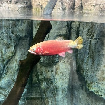 Downtown Aquarium - Museums Near Me - Denver, Colorado Downtown Aquarium - Museums Near Me - Denver, Colorado