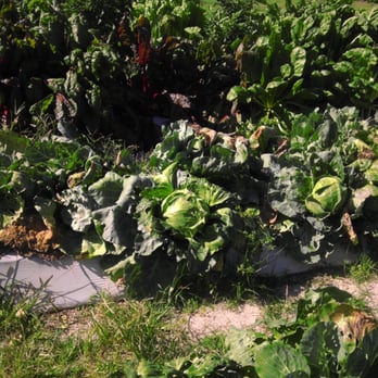 G Ranch/31 Produce - Farmers Market Near Me - Alva, Florida