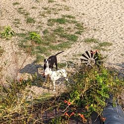 Siebert Realty - Not so friendly neighbor dogs that bark at every noise and movement.