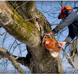 Green Branch Tree Service