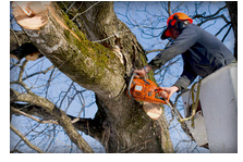 Green Branch Tree Service