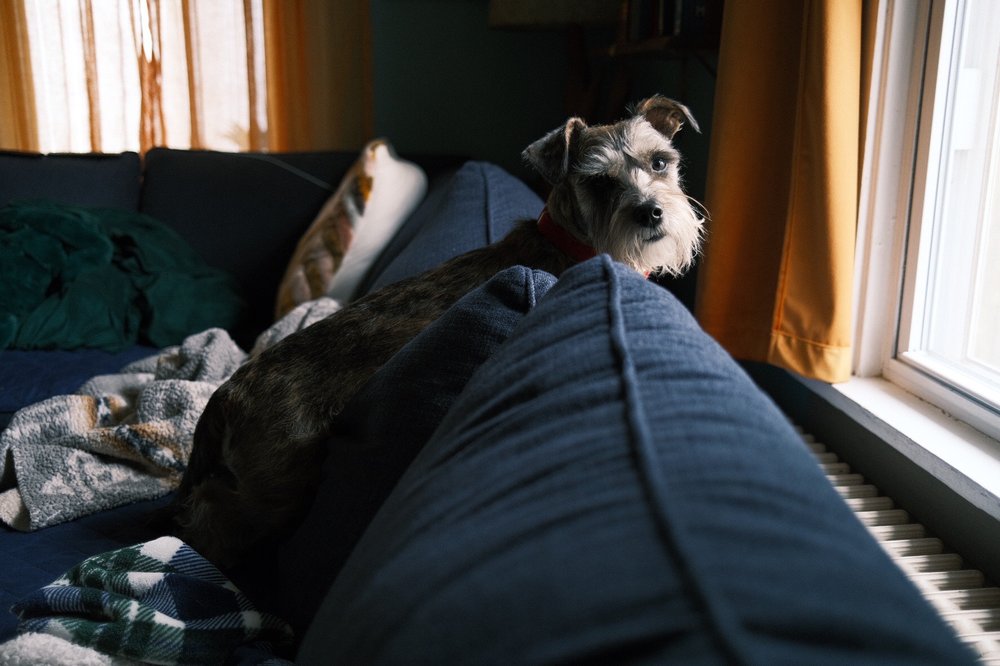 MOUNTAIN ROTTIE RESCUE Updated August 2024 PO Box 350, Clifton Park