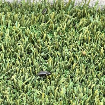 EnviroGuard - Yay! A beetle - Pest Control Near Me - Albuquerque, New Mexico