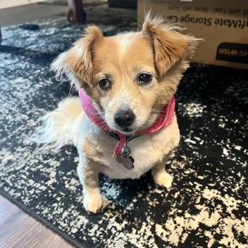 PetSmart Doggie Day Camp - Pet Stores Near Me - Tukwila, Washington