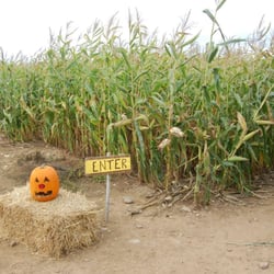 Elwood Orchards - Corn maze entrance