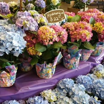 Mariano's - Seasonal flowers - Grocery Near Me - Wheaton, Illinois Mariano's - Seasonal flowers - Grocery Near Me - Wheaton, Illinois