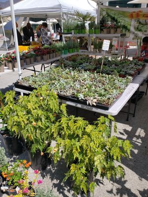 Glendale Gateway Certified Farmer's Market by null