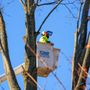 Paulo Landscaping & Tree Removal