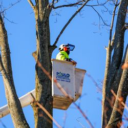 Paulo Landscaping & Tree Removal - Tree removal in Milford, CT, by Paulo Landscaping & Tree Removal LLC. Professional tree services for residential and commercial properties.