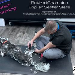 The UpScale Tail Pet Grooming - Naperville