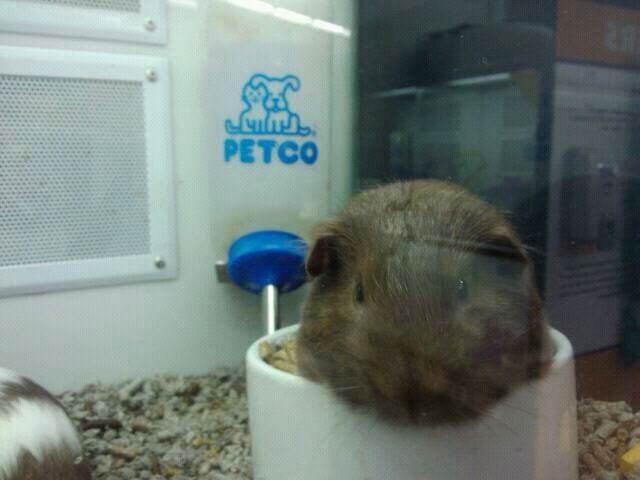 Petco 89 Photos 56 Reviews Pet Stores 5151 Gosford Rd