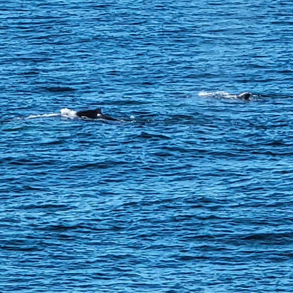 Bar Harbor Whale Watch - Whale Watching Tours Near Me - Bar Harbor, Maine