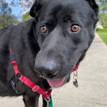 Sky's the Limit Pet Service - Dog Walkers Near Me Sky's the Limit Pet Service - Dog Walkers Near Me
