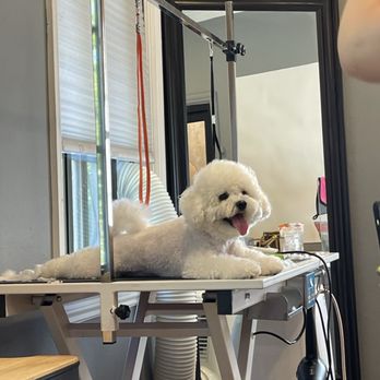 Lnimo - Pet Groomers Near Me - San Mateo , California Lnimo - Pet Groomers Near Me - San Mateo , California