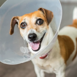Riverside Veterinary Clinic