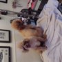 Aunt Sandy's Grooming Room