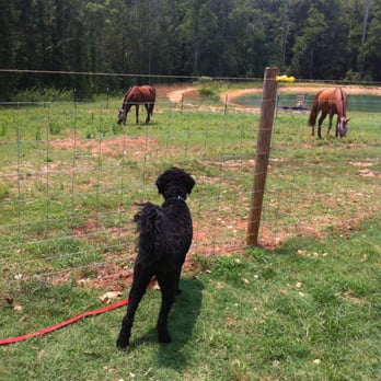 Jabula Dog Academy - Farm distractions...if your pup can ignore a horse then the dog on the other side of the street is no problem! - Pet Training Near Me - Decatur, Georgia