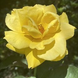 Paul's Fruit Market - Rose