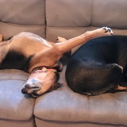Beechwood Veterinary Clinic - Lola and Stella