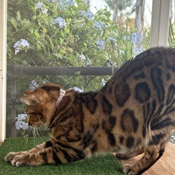 San Diego Bengal - Bengal cat - Pet Breeders Near Me - Ramona, California San Diego Bengal - Bengal cat - Pet Breeders Near Me - Ramona, California