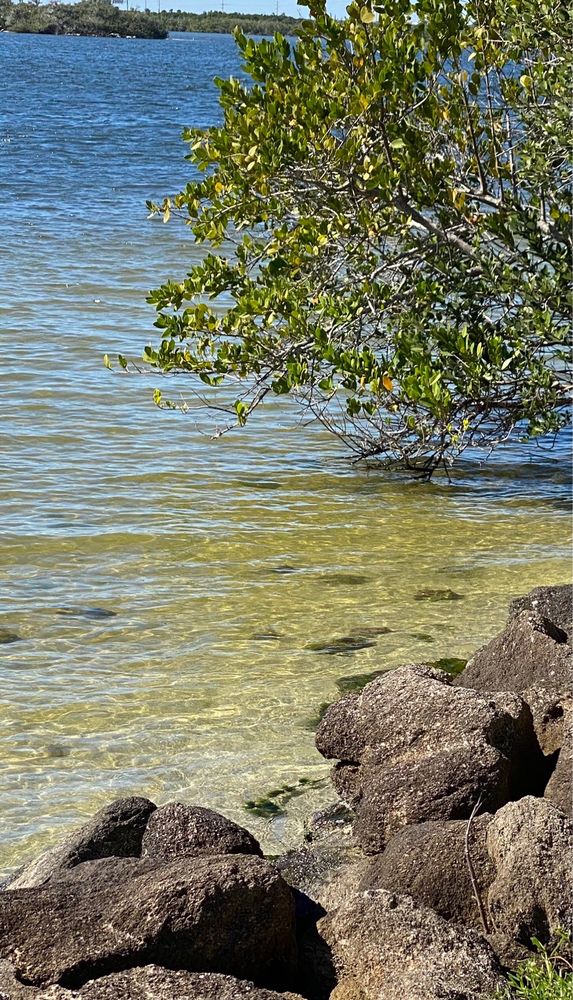 Banana River Park Image