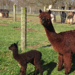 Starry Night Alpacas