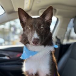 Canine Divine - A groomed dog