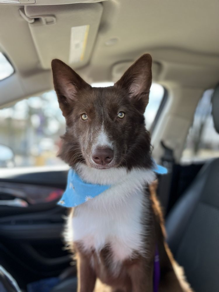 CANINE DIVINE Updated August 2024 44 Photos & 22 Reviews 44628