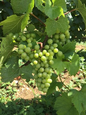 Château de Chassagne-Montrachet by null