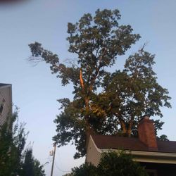 Dad's Tree Service - Oak tree with dead and damaged limbs