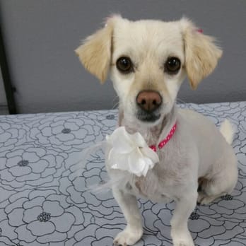 Perfect Pet Spaw - Look at my pretty necklace! It was made just for me. - Pet Groomers Near Me - Temecula, California Perfect Pet Spaw - Look at my pretty necklace! It was made just for me. - Pet Groomers Near Me - Temecula, California