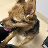 Ankeny Bark Avenue gift card