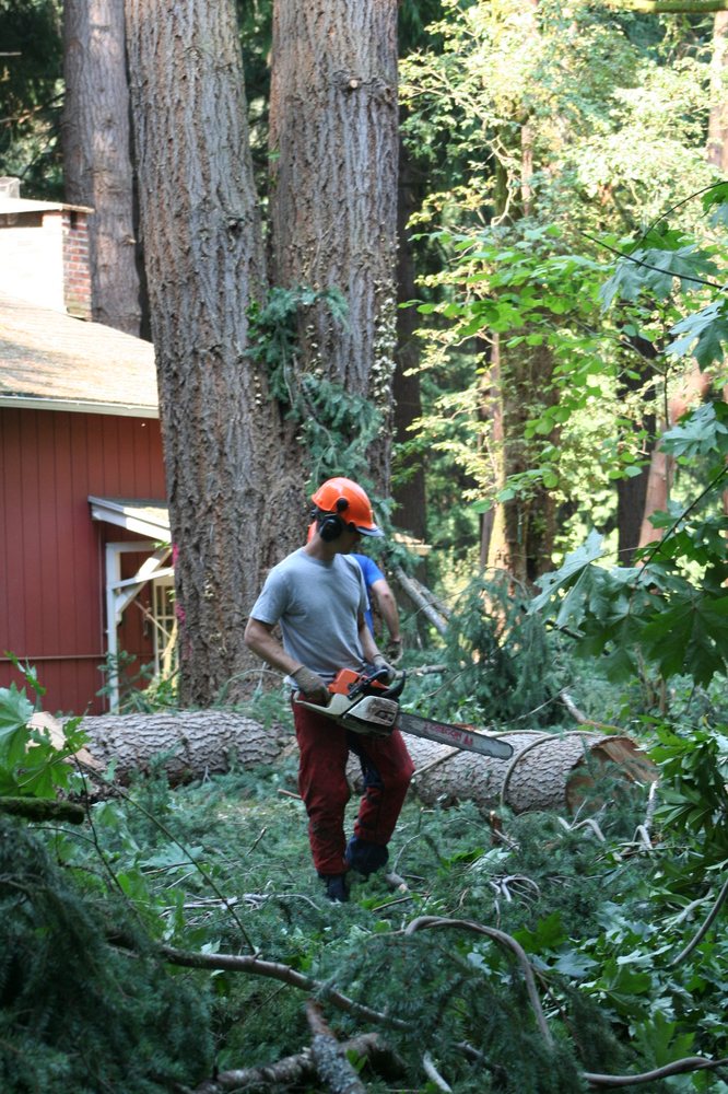 The Tree Doctor - tree service in Wayne, PA