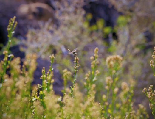 Cottonwood Spring by null