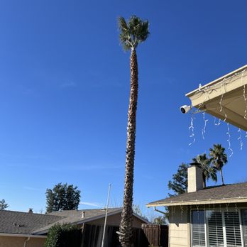 Stumpy's Tree Service - After - Tree Services Near Me - Livermore, California Stumpy's Tree Service - After - Tree Services Near Me - Livermore, California