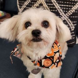 Pets R People 2 - My dog Roxy new to the area.