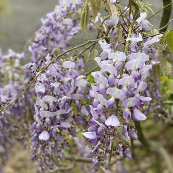 Brooklyn Botanic Garden - Japanese wisteria - Botanical Gardens Near Me - Brooklyn, New York Brooklyn Botanic Garden - Japanese wisteria - Botanical Gardens Near Me - Brooklyn, New York