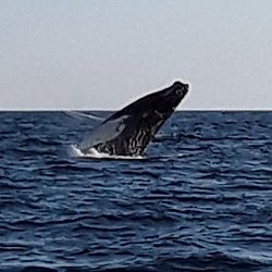 New England Eco Adventures