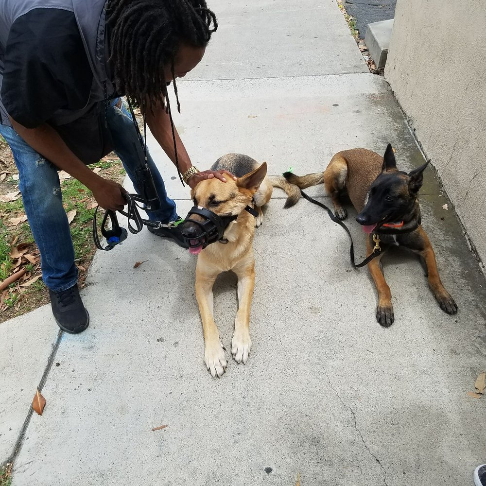 K9-INDIGO - Pet Training Near Me