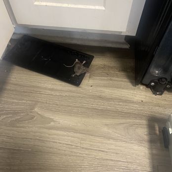 Brent Place - Mouse - Apartments Near Me - Alexandria, Virginia