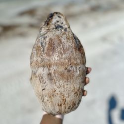 Caladesi Island State Park - Coconut I found along the shore