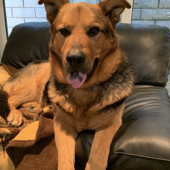 Saddleback Animal Hospital - Veterinarians Near Me - Tustin, California Saddleback Animal Hospital - Veterinarians Near Me - Tustin, California