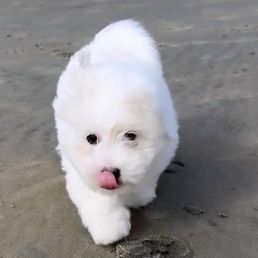 Our sweet Coton Our sweet Coton