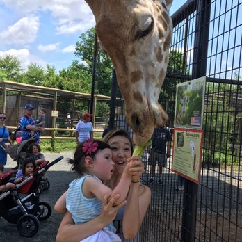 Nova Wild - Giraffe - Petting Zoos Near Me - Vienna, Virginia