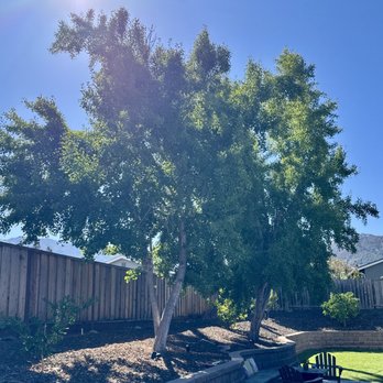 Califa Tree Care - Ginko Biloba tree before - Tree Services Near Me