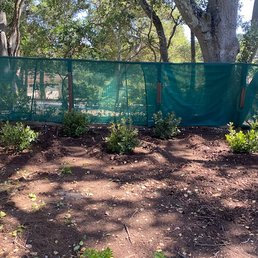 Toyon shrubs in 15 gallons pots planted Toyon shrubs in 15 gallons pots planted